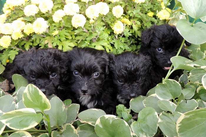 Our Litter of Papi-Poos from Magic and Little Bit