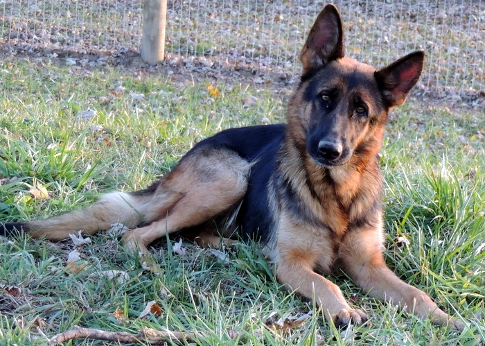 Vera, German Shepherd Dog