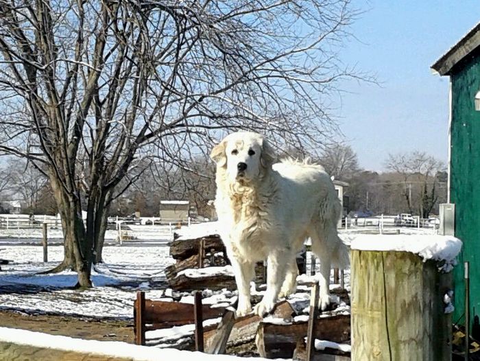 Hannah, one of our Great Pyrenees