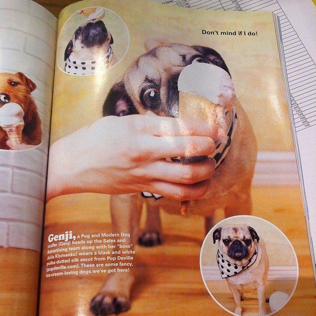 Congratulations to Genji on her recent picture in Modern Dog Magazine! Her proud owners are Julia & Alex Klymenko.