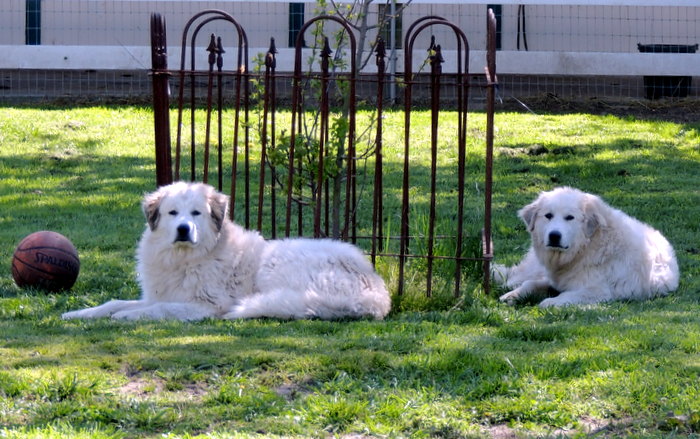 Great Pyrenees, Zowee and Louloo