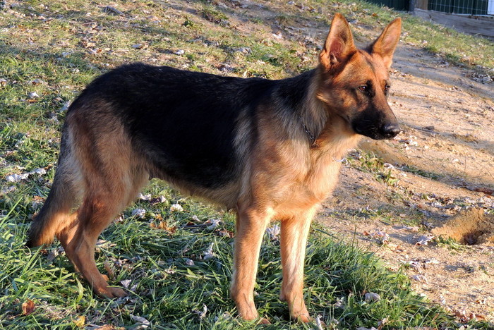 Eve, our German Shepherd Dog