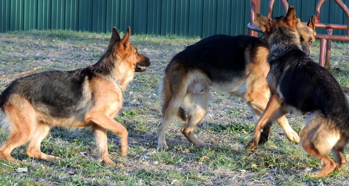 Our German Shepherd Dogs Playing