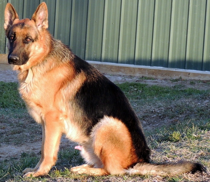 Valco, our German Shepherd Dog