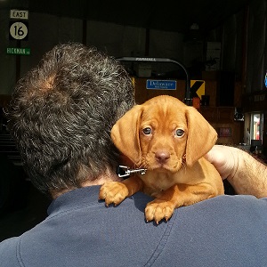 Mike from Greenwood, De. with their new Vizsla puppy, Ruger
