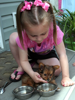 from the Strevig Family ( from Pasadena, Md. )  with their new little Yorkillon Puppy, Jake