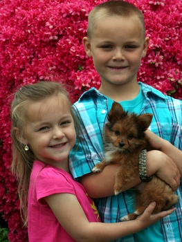 from the Strevig Family ( from Pasadena, Md. )  with their new little Yorkillon Puppy, jake