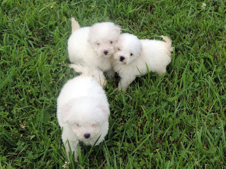 Bichon Puppies Playing, Zoe, Belle, and Sunny are the 3 females in this litter. 