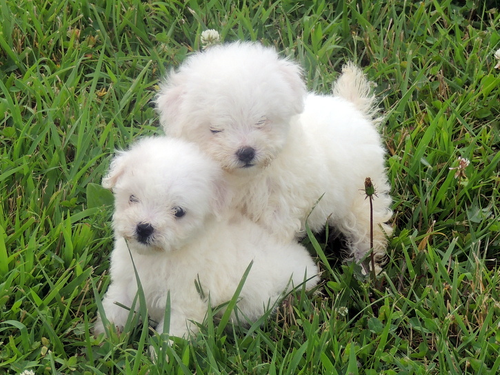 Bichon Puppies Playing, Zoe, Belle, and Sunny are the 3 females in this litter. 