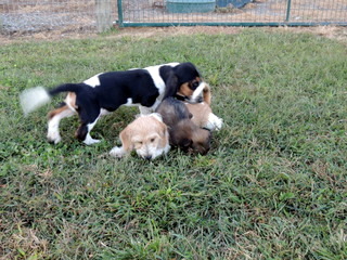The Basset Hound is Xavier, the Glechon is Maddy and the others are Shorkie Tzus