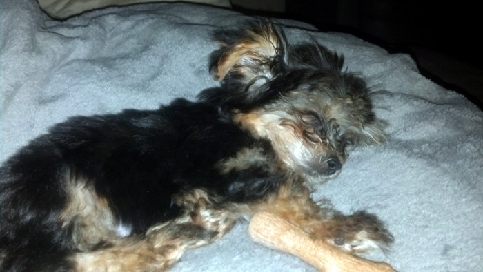 Kaylee, formerly known as Sasha is taking a nap after a hard day playing. she belongs to Rosemarie of Bridgeville, De.