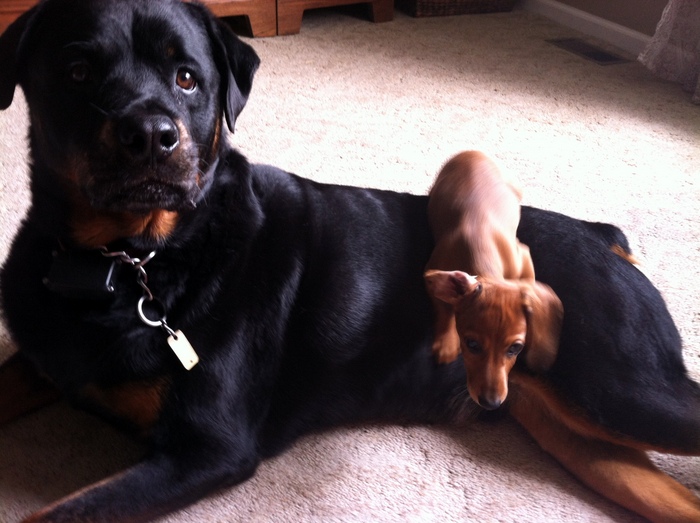 Tucker is with our Rottie, Rocket
