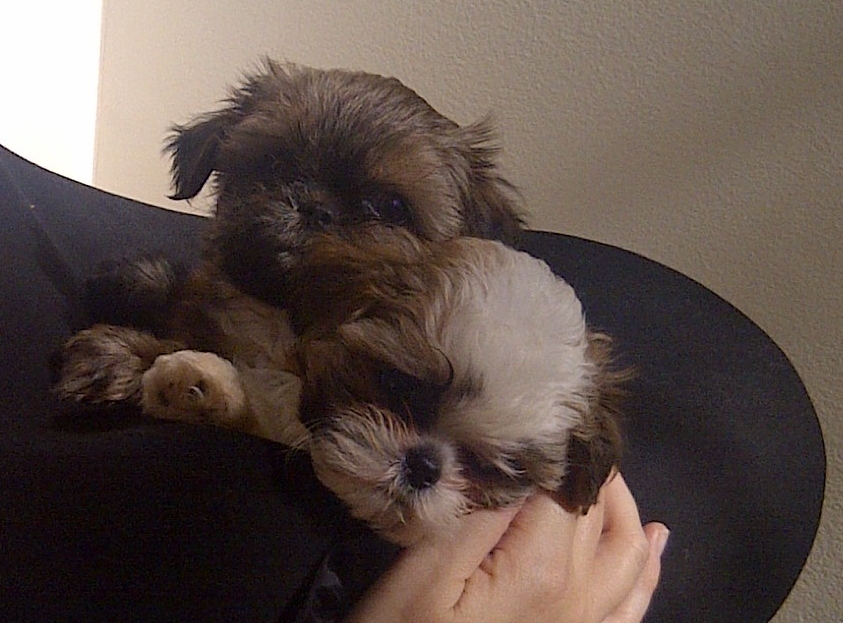 Shih Tzu puppies with the Zupon Family