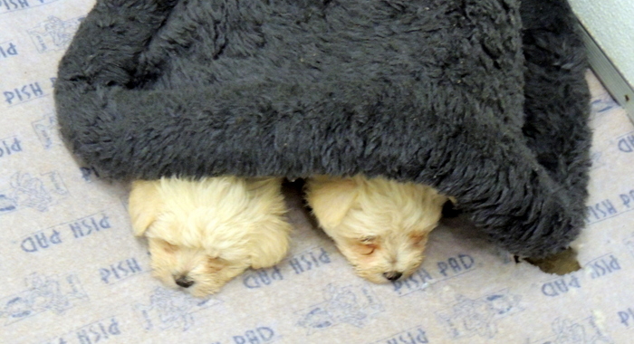This picture is of Wendy and Layla, two Maltese Puppies as I caught them sleeping under their bed.