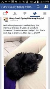 Roxy on Facebook