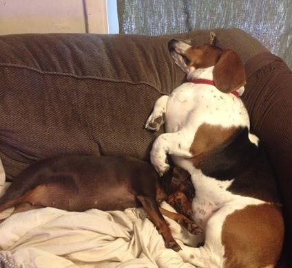 Droopy is the basset and Angel 