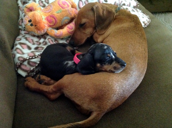 Dino (red dachshund)  and Tootsie (dapple dachshund) taking a nap after a morning of playing hard.   Dino and Tootsie belong to Michelle, Greenwood, De. 