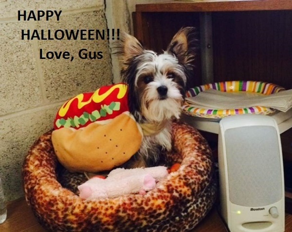 Happy Halloween from Gus