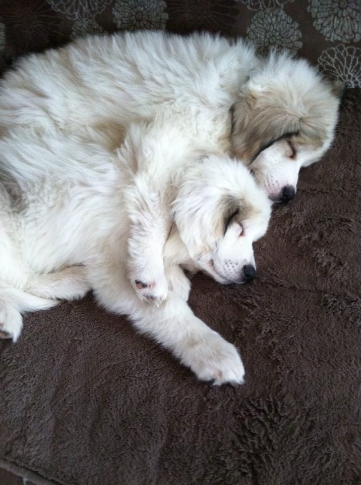 Great Pyrenees Puppies from Thor and Louloo