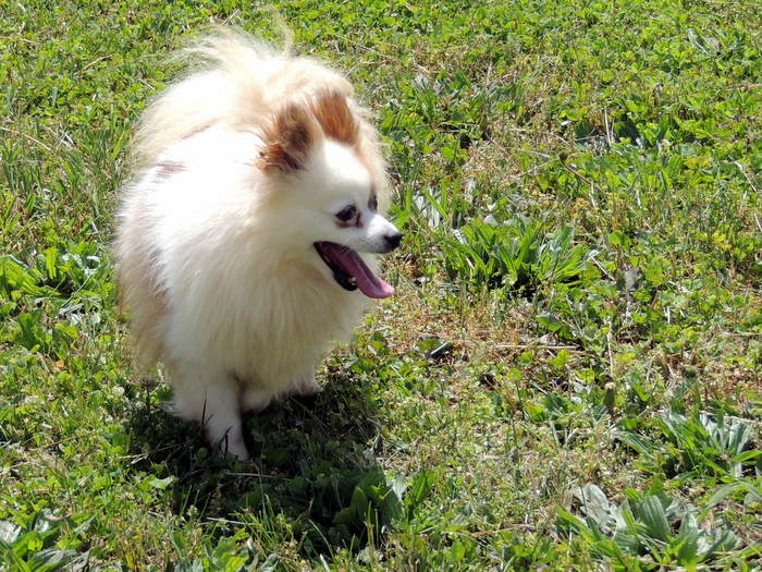 Jewel, our Pomeranian