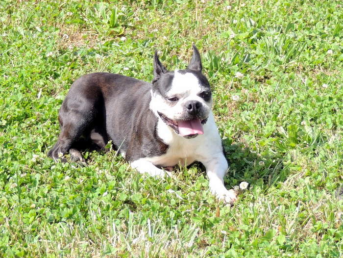 Miss Bee, our Boston Terrier
