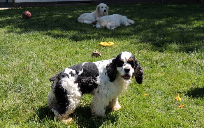 Cocker Spaniel, Grant with Great Pyrenes Friends