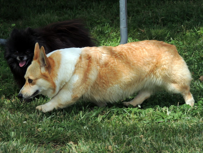 Birdie, our Pembroke Welsh Corgi, with MD
