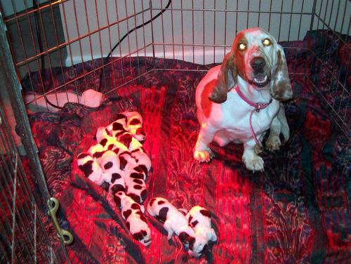 Dixie, lemon and White Basset Hound happiest momma ever, with her 11 newborn baby basset pups! From Dixie and Roscoe.