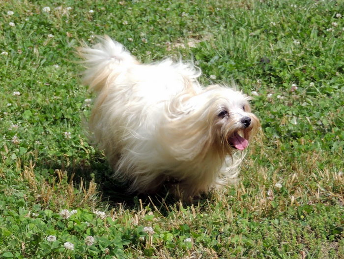Georgie, our Maltese playing