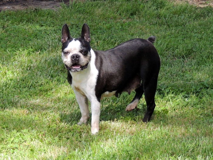 Miss Bee, Our Boston Terrier