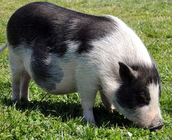 Oliver the Pot Belly Pig