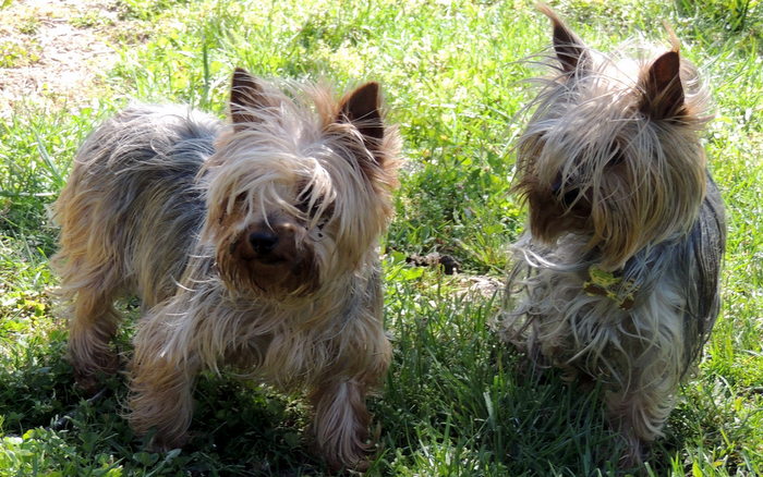 Our Yorkshire Terriers, JoJo and Mary